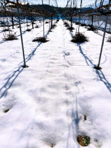 投稿についてもっと詳しく ぶどう園の冬の作業始まります