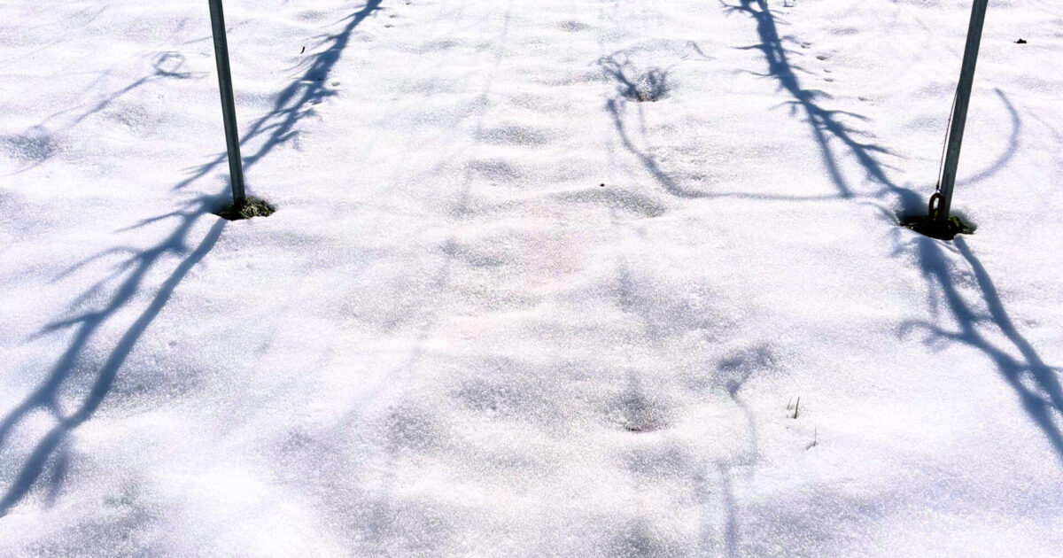 ぶどう園の冬の作業始まります