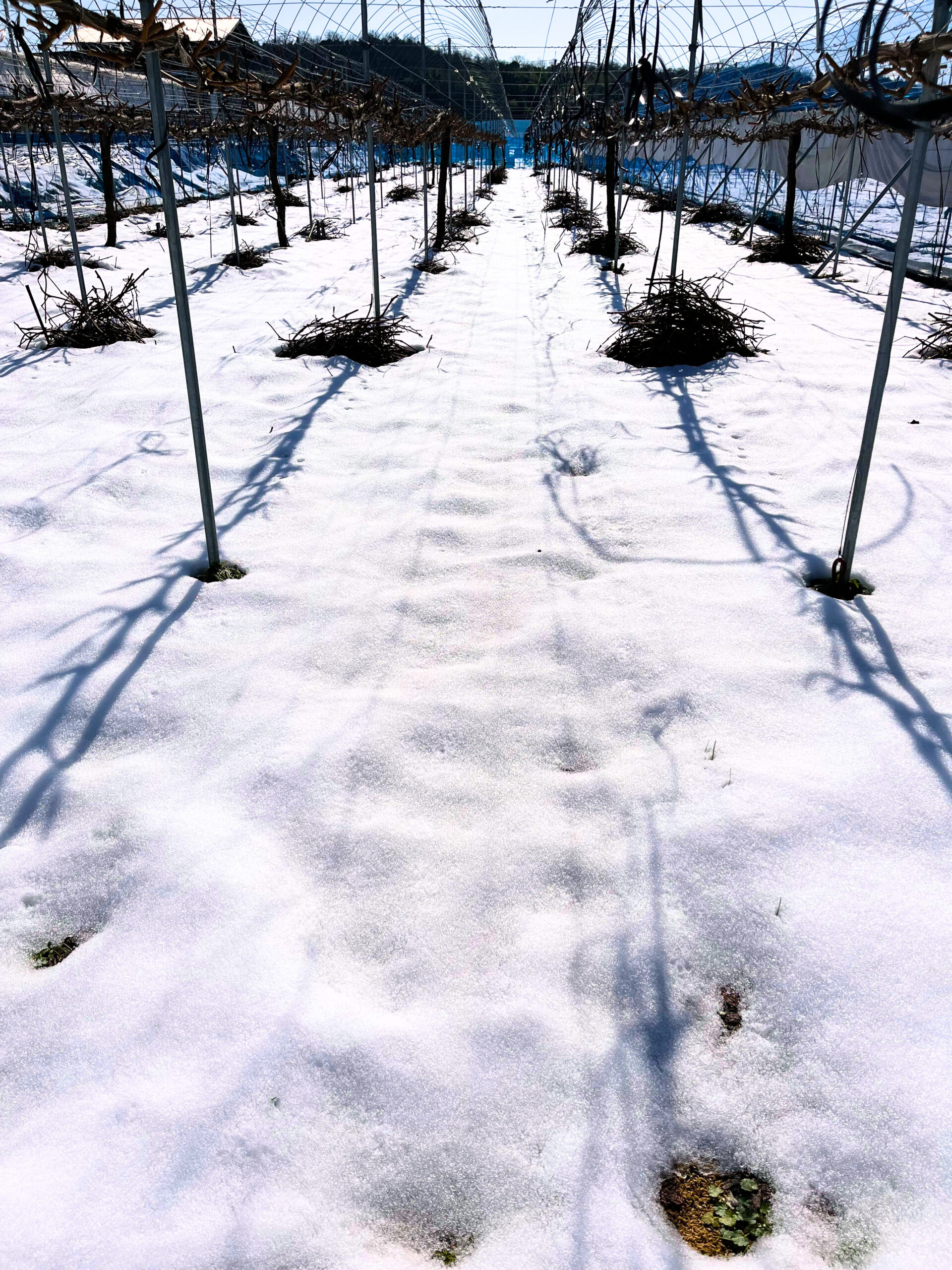 投稿についてもっと詳しく ぶどう園の冬の作業始まります