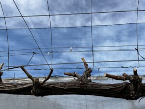 投稿についてもっと詳しく 剪定が終わりました。春はもうすぐそこに