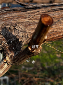 投稿についてもっと詳しく 水が上がってきています。いよいよ芽を出す準備が整いつつあります