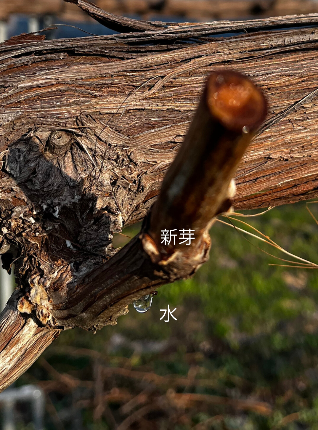 投稿についてもっと詳しく 水が上がってきています。いよいよ芽を出す準備が整いつつあります