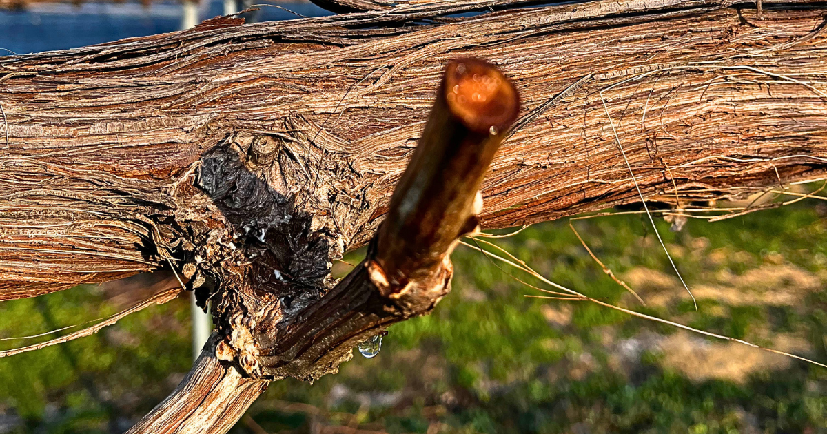 あなたが現在見ているのは 水が上がってきています。いよいよ芽を出す準備が整いつつあります