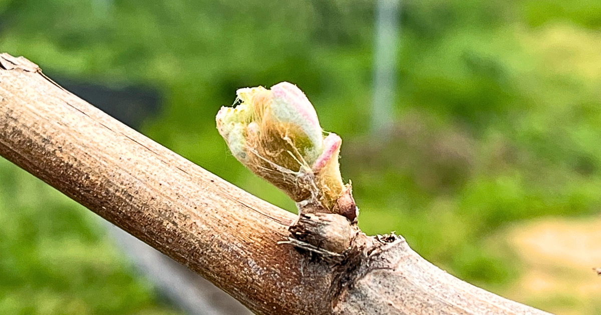 あなたが現在見ているのは 芽が出てきました