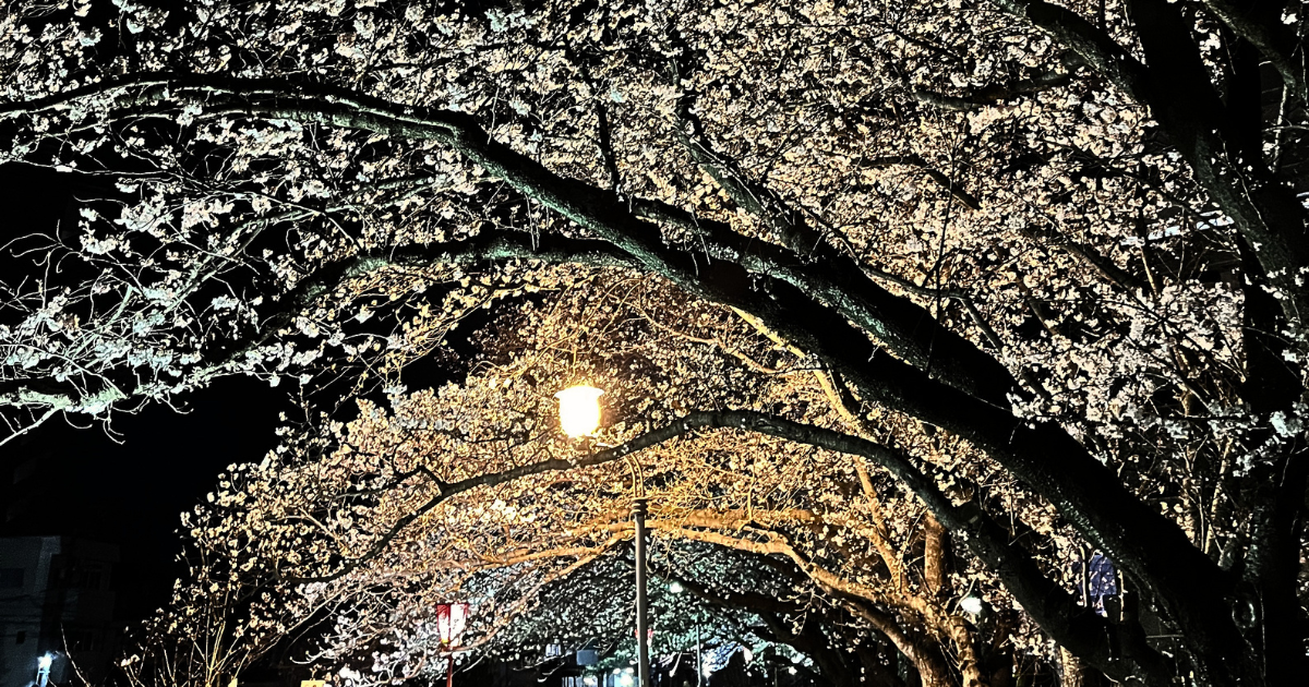 夜桜とスマホと、娘のこと